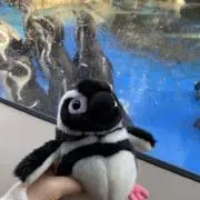 ぺんぎんの画像