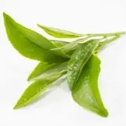 緑茶の画像