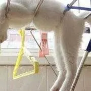 けんさんの画像