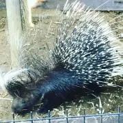 yamaarashiの画像