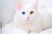 きんぎょ