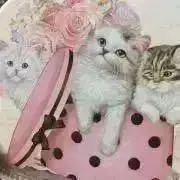 ろまの画像