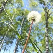 花鈴