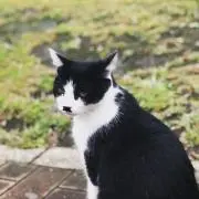 fusa