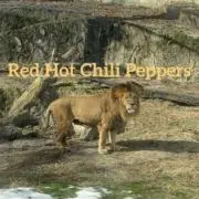 Red HotChili Peppersの画像