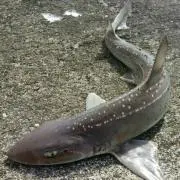 ソアラの画像