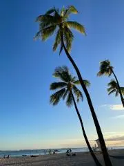 ぴょんの画像