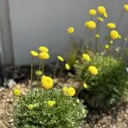 Ruruの画像