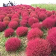 夢ヒロ163の画像