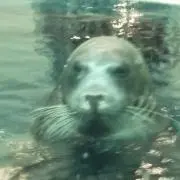 ばさらばさらの画像