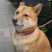 かめいどひろこの画像