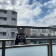 ぽんの画像