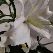 ともちゃんの画像