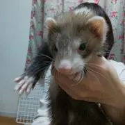 lライク