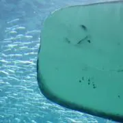 kk