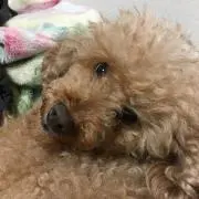 西原彰
