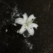 ♪の画像
