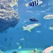 Nickの画像