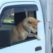 SHIGEOの画像