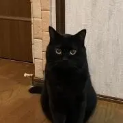 猫丸ワゴンの画像