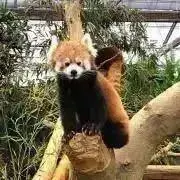 しろの画像