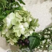 はなかっぱの画像
