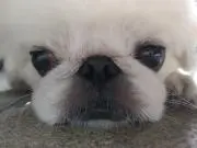 Hakuの画像