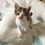 superiorの画像
