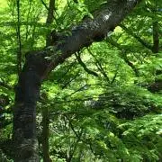コムの画像