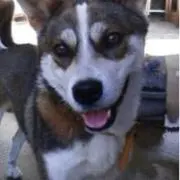 koko