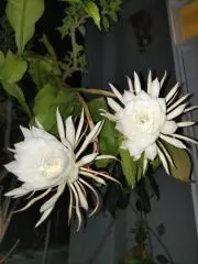 くーべるの画像