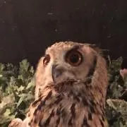 mimimiの画像