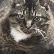 にゃん太の画像