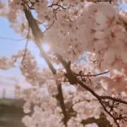 ⭐️Ruu⭐️の画像