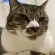 猫好き