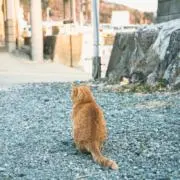 おかゆ＊29日発送の画像