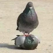 サキエル
