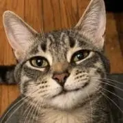Katy Catの画像