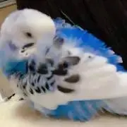 モッチー【土日祝日発送お休み】の画像