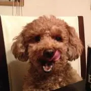 けんたの画像