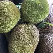 さとうの画像