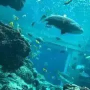 いったーすー