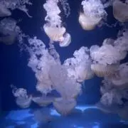 ぴよぴよの画像
