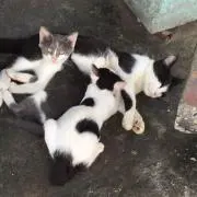 きーちゃん