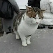 なっちゃん