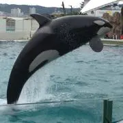 ♡の画像