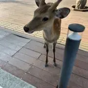バンビの画像