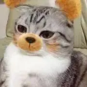 わーちゃんの画像