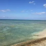 てぃーの画像