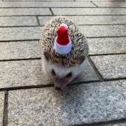 みぃの画像